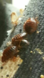 זיהוי פשפשים או פרעושים בבית