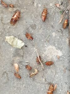 גוקים קטנים מסוג תיקן גרמני - ריסוס לבית